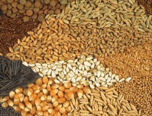 Upper West seed producers aim to Bolster Quality Production